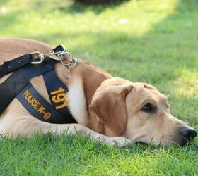 Insurance Grants Help Police Dogs Stay Safe
