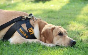 Insurance Grants Help Police Dogs Stay Safe