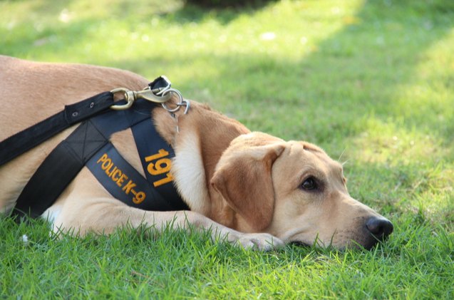 insurance grants help police dogs stay safe