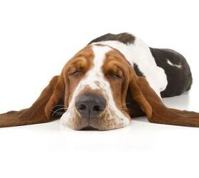top 10 low energy dog breeds