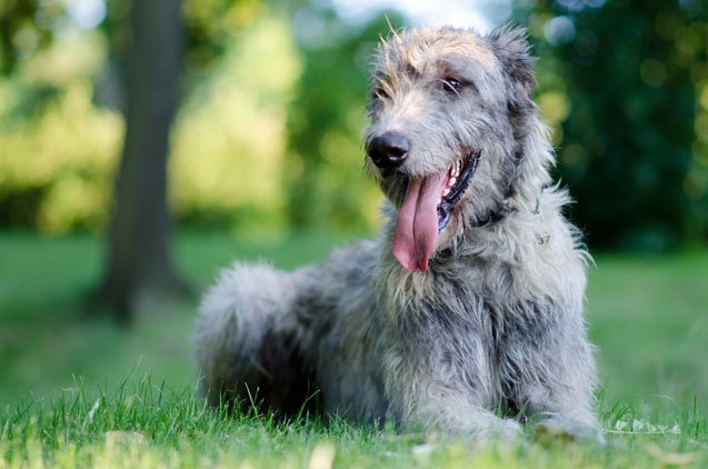 top 10 low energy dog breeds