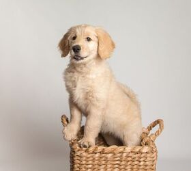 Golden cocker 2024 retriever hypoallergenic