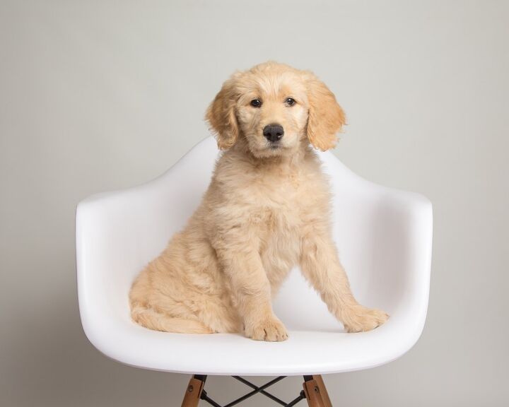 Comfort Retriever Health, Grooming, Feeding, Temperament and Puppies