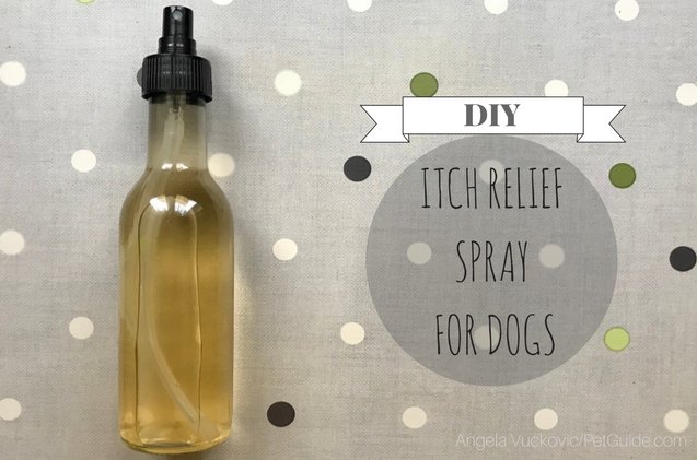diy itch relief spray for dogs