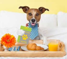 7 pet friendly hotel etiquette tips