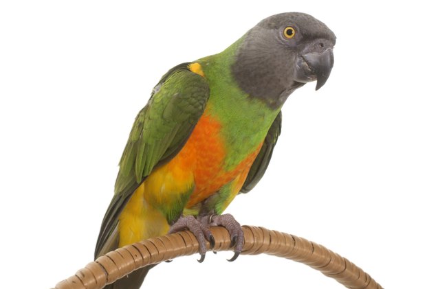 How Long Do Senegal Parrots Live? Unveiling Lifespan Secrets