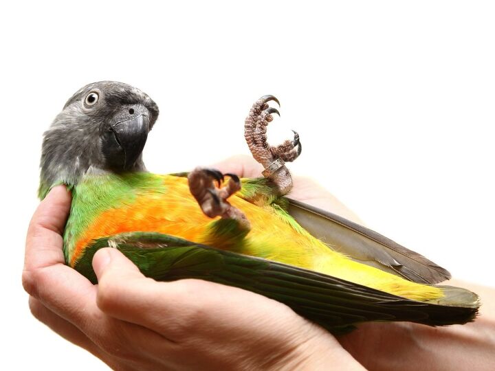 Lifespan of a Senegal Parrot: Vital Insights & Tips