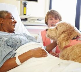 Therapy Dogs Lend a Helping Paw to Cancer Patients and Hospital Staff