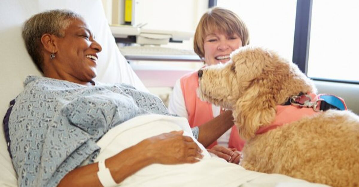 Therapy Dogs Lend a Helping Paw to Cancer Patients and Hospital Staff ...