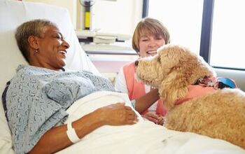 Therapy Dogs Lend a Helping Paw to Cancer Patients and Hospital Staff