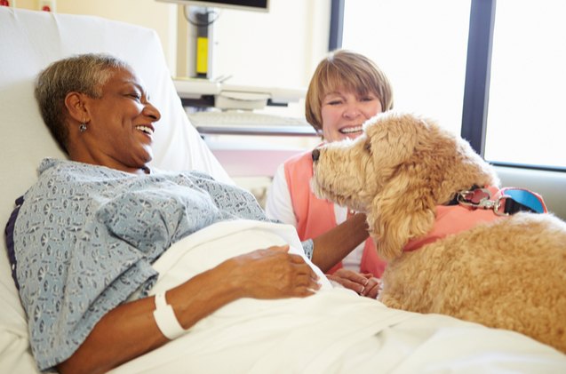 therapy dogs lend a helping paw to cancer patients and hospital staff