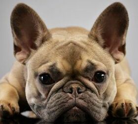 study french bulldogs prone to health problems
