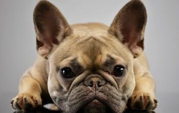 Study: French Bulldogs Prone To Health Problems