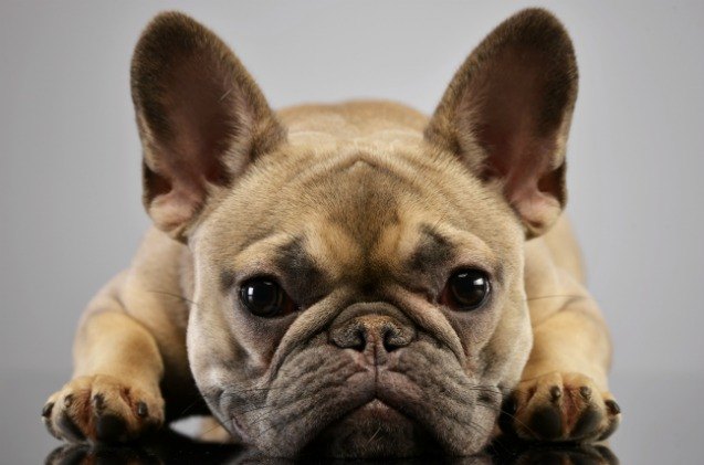 study french bulldogs prone to health problems