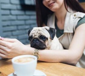 How To Teach Your Dog Polite Café Manners