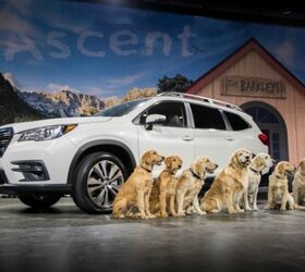 Subaru Shares Safety Tips For Dogs Traveling in SUVs