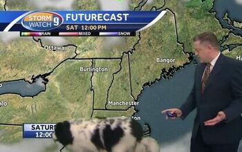 Dog Crashes Weather Report Like She Owns It [Video]