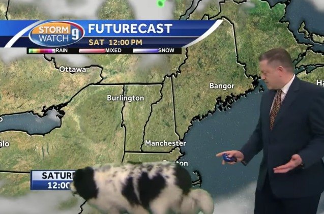 dog crashes weather report like she owns it video