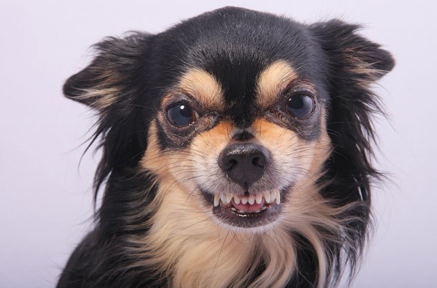 5 things you need to know about dog growls