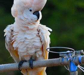 Moluccan Cockatoo Health, Personality, Colors, Sounds and Habitat -  PetGuide | PetGuide