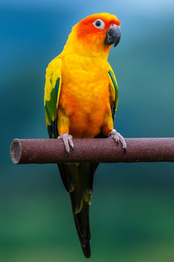 Are Sun Conure Territorial?: Unveiling Their Surprising Behaviors