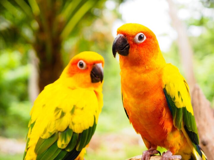 Sun Conure Health Personality Colors Sounds And Habitat PetGuide sun-conure-health-personality-colors-sounds-and-habitat-petguide