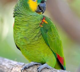 blue fronted amazon