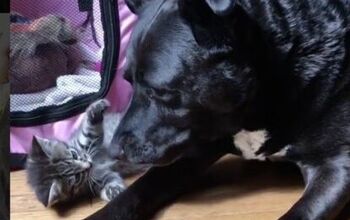 Surrogate PitBull Gives Foster Kittens Lots of Mama Love