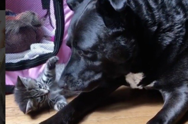 surrogate pitbull gives foster kittens lots of mama love