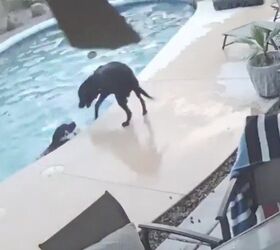 Heroic Dog Jumps In Pool To Save Best Fur-Friend From Drowning