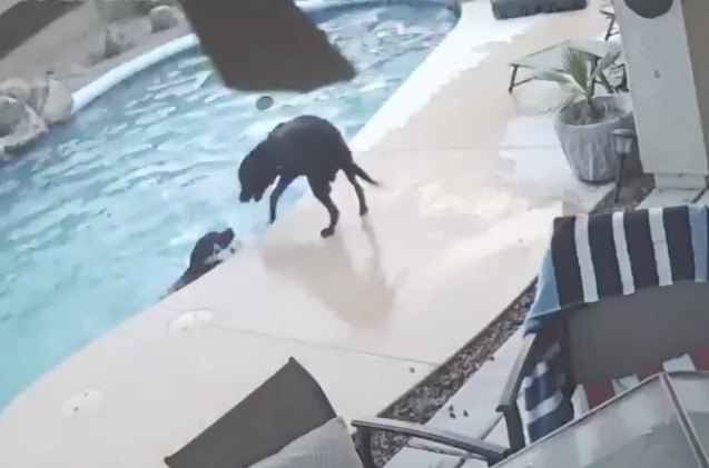heroic dog jumps in pool to save best fur friend from drowning