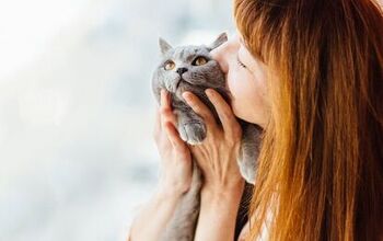 Smooches and Hugs for Kitty: A Good Idea?