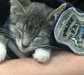First Kitten On The Force Raises Right Paw For Swear-In