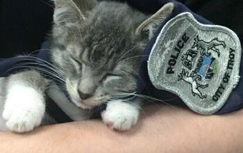 First Kitten On The Force Raises Right Paw For Swear-In