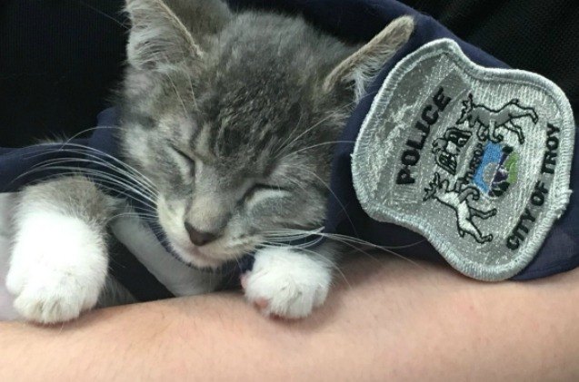 first kitten on the force raises right paw for swear in