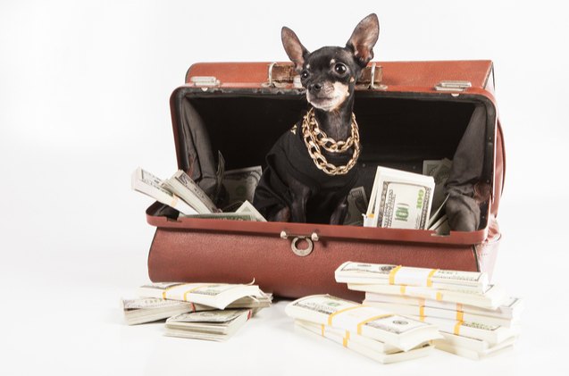 this is how much millenials are spending on their pets