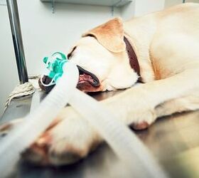 What You Need to Know About Sensitivity to Anesthesia in Dogs