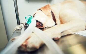 What You Need to Know About Sensitivity to Anesthesia in Dogs