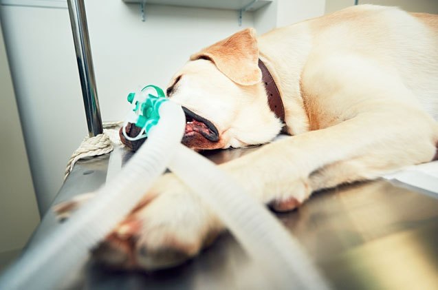 what you need to know about sensitivity to anesthesia in dogs