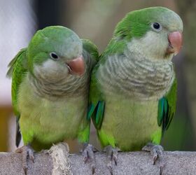 Quaker parrots hot sale as pets