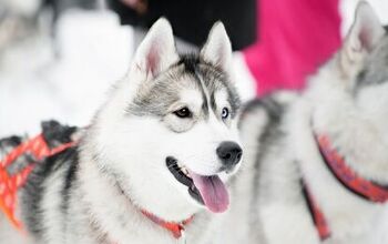 Top 10 Snow-Loving Dog Sled Breeds