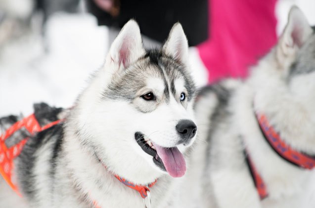 top 10 snow loving dog sled breeds