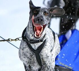 top 10 snow loving dog sled breeds