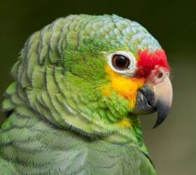 Red Lored Amazon Personality, and Sounds - PetGuide |
