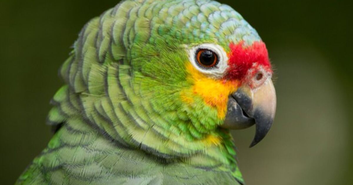 Red biros amazon Clearance