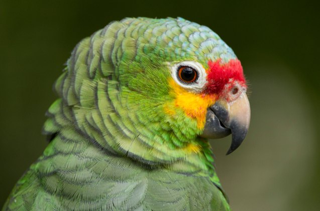Red Lored Amazon Health, Personality, Colors and Sounds - PetGuide ...
