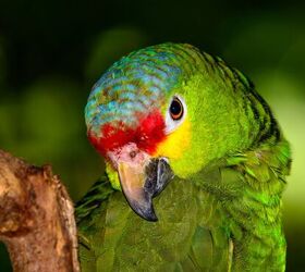 red lored amazon