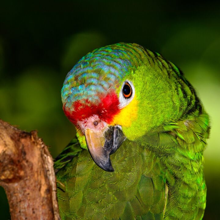 red lored amazon