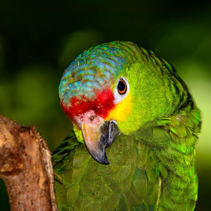 Red Lored Amazon Health, Personality, Colors and Sounds - PetGuide ...