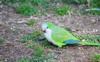 Green Rumped Parrotlet